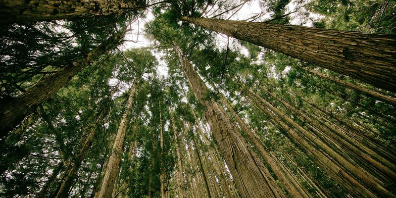 孕期哺乳期安全护肤指南：解析护肤品与香水中可用的安心成分